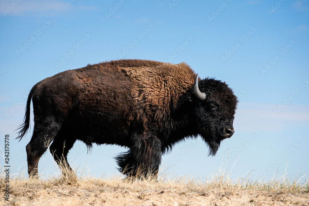 Bison Portrait Bison Portrait