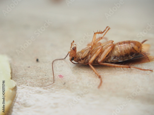 Dead cockroach lying on sticky paper. The corpse of the insect.