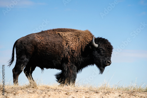 Bison Portrait photo