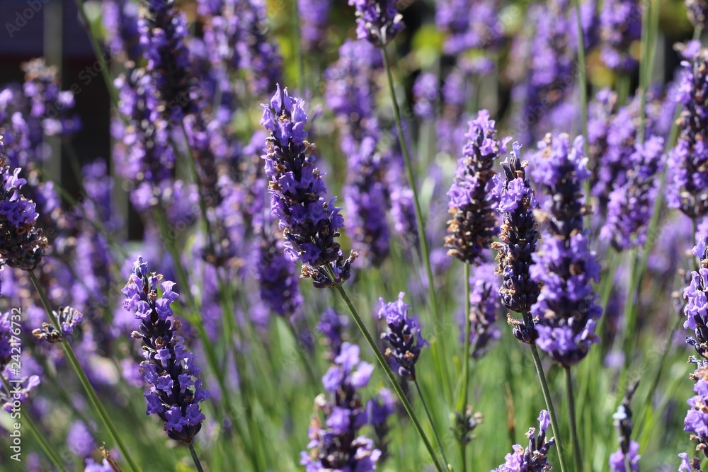 Lavender growing in a grouping on a sunny day Lavender growing in a grouping on a sunny day