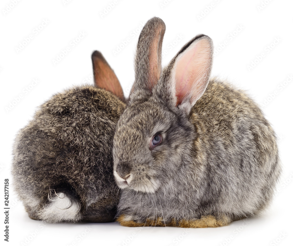 Gray rabbit isolated