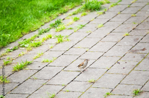Cure sparrow on pavement on a summer day