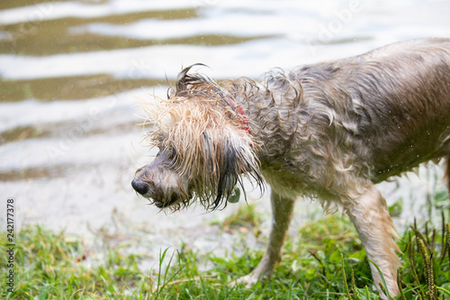 Happy wet dog in grass on a summer day