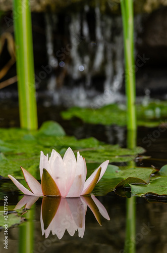 Fototapeta Naklejka Na Ścianę i Meble -  beautiful lotus flower