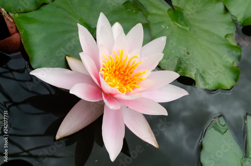 Fototapeta Naklejka Na Ścianę i Meble -  beautiful lotus flower