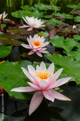 beautiful lotus flower