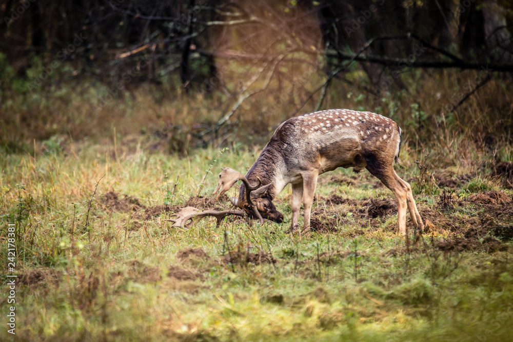 Fallow deer male (dama dama) in autumn forest, wildlife Slovakia.