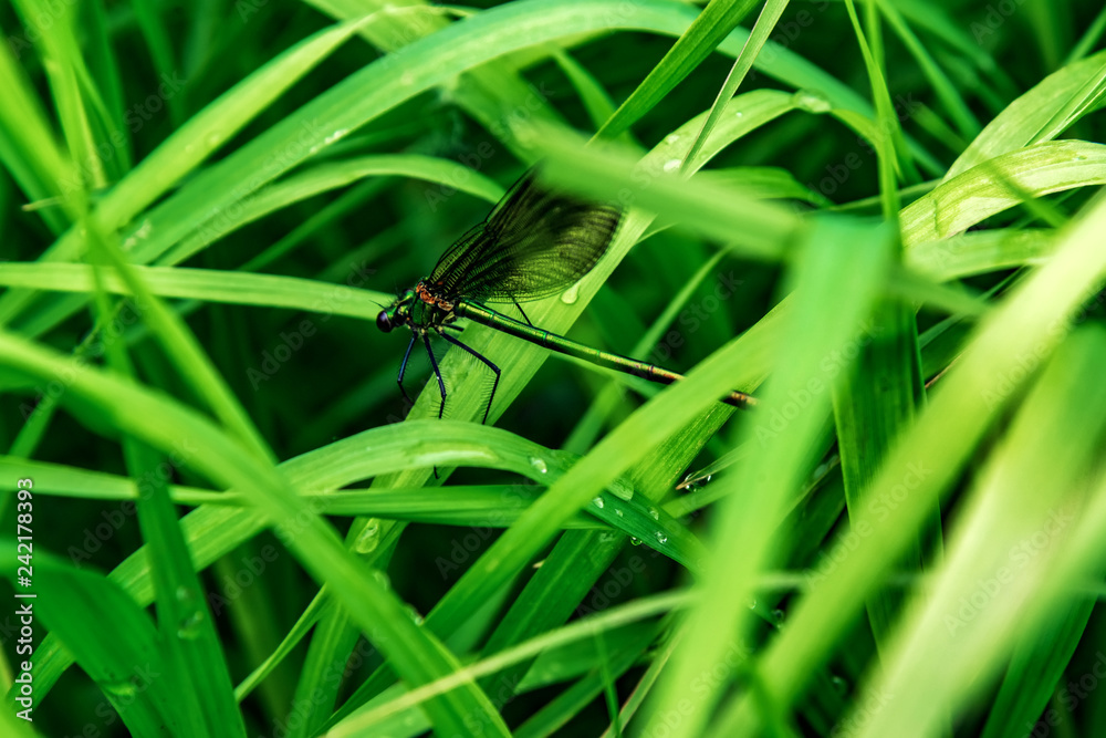 Dragonfly, lat. Lestes dryas , sitting on the green grass, swaying wind on a summer day. Dragonfly, lat. Lestes dryas , sitting on the green grass, swaying wind on a summer day.