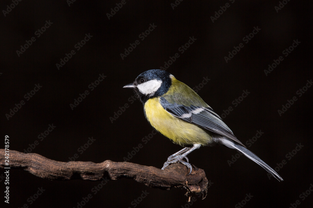 Parus major, Blue tit . Black background. Wildlife Parus major, Blue tit . Black background. Wildlife