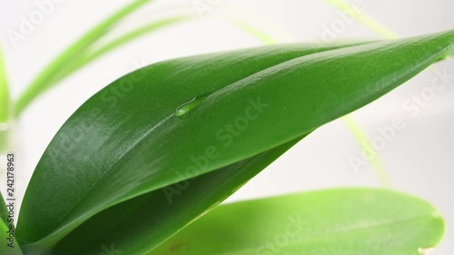 Water Drop Flows Down the leaf