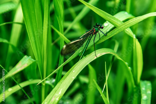 Dragonfly, lat. Lestes dryas , sitting on the green grass, swaying wind on a summer day.