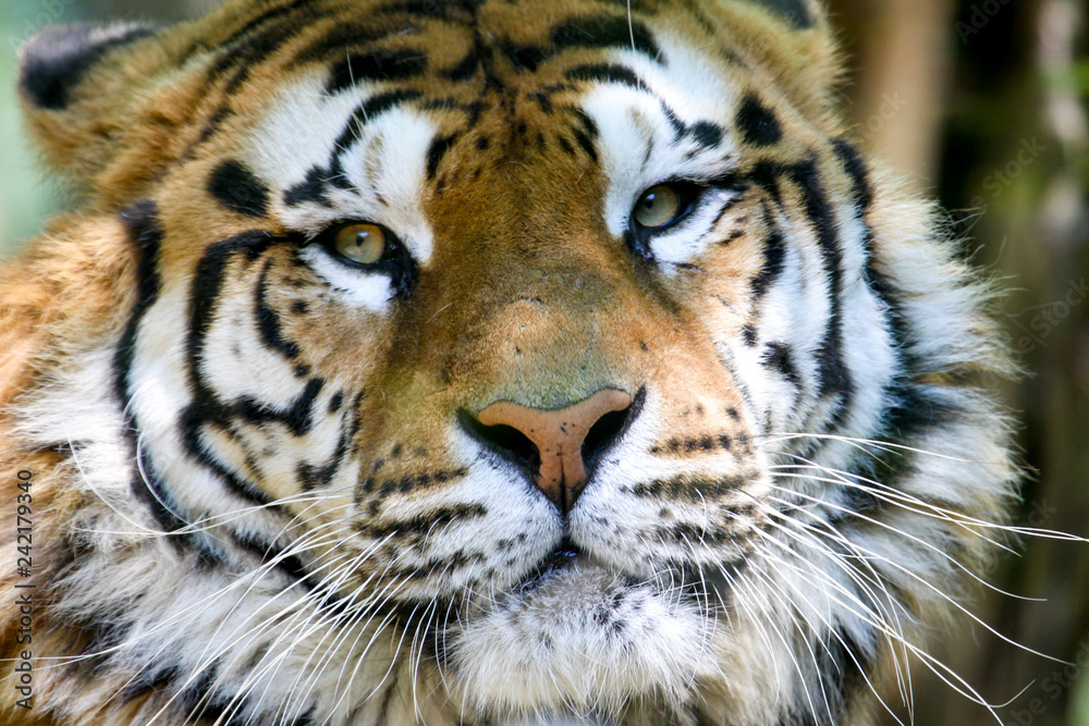 LO SGUARDO DELLA TIGRE LO SGUARDO DELLA TIGRE