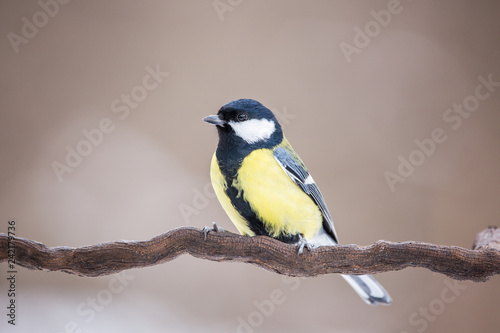 Parus major, Blue tit . Wildlife