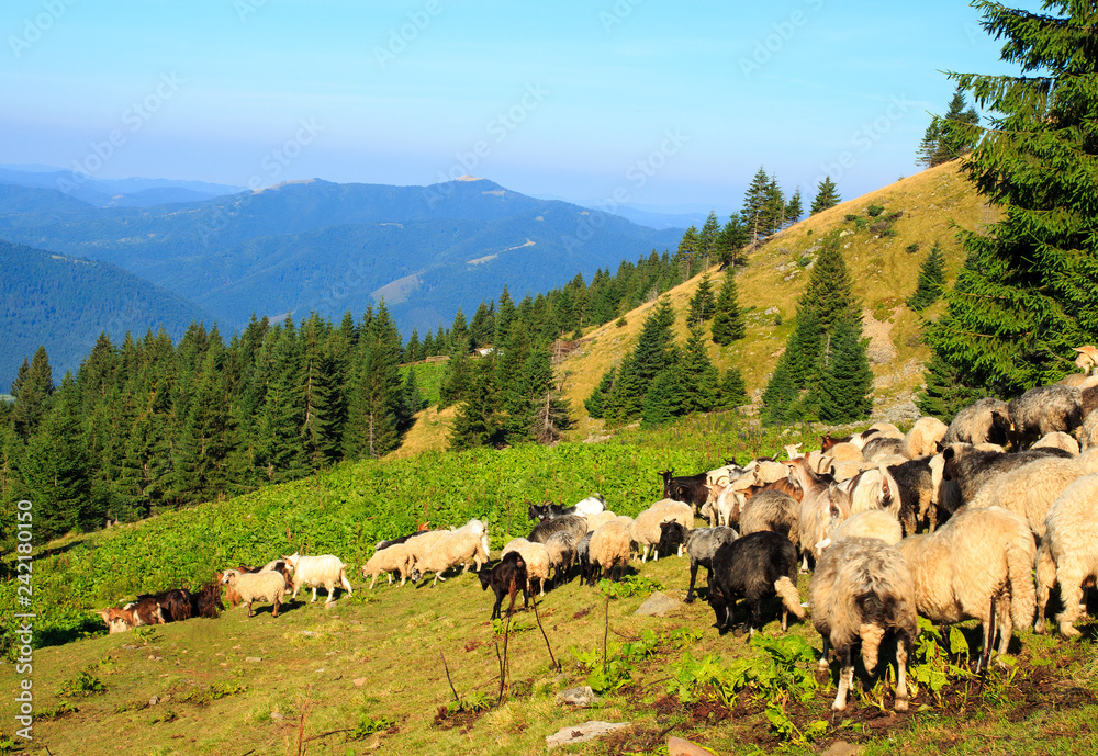Herd of sheep in the mountains. beautiful mountain cenery, the Carpathian Mountains
