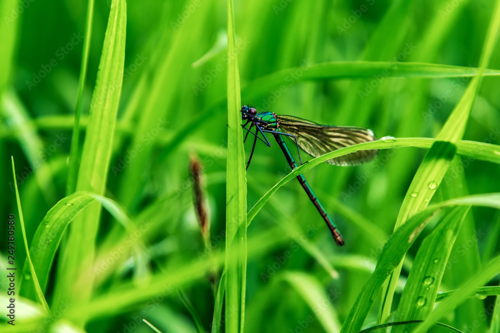 Dragonfly, lat. Lestes dryas , sitting on the green grass, swaying wind on a summer day. Dragonfly, lat. Lestes dryas , sitting on the green grass, swaying wind on a summer day.