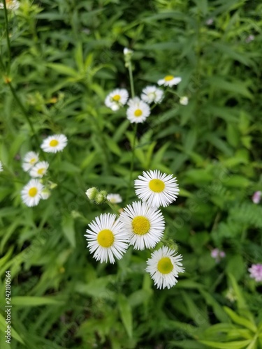 daisies in the grass