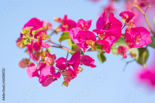 pink flower