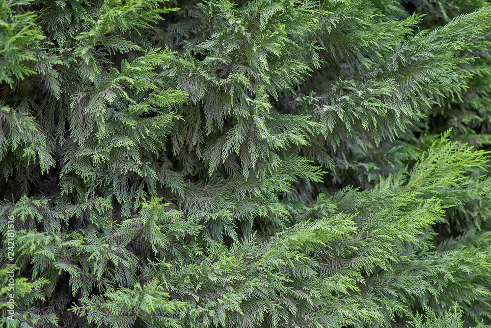 Fototapeta premium Cypress bush green background