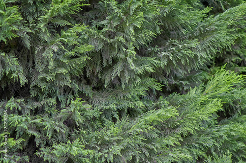 Cypress bush green background