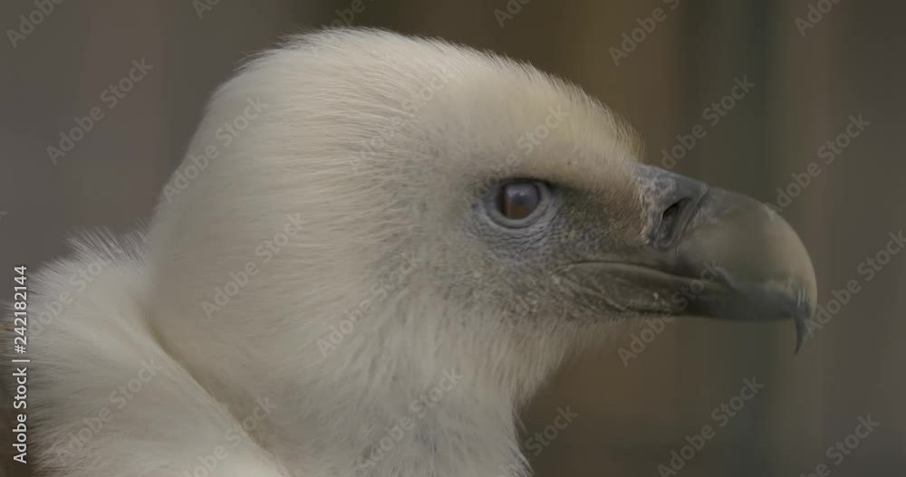 close up of vulture head, first profile and than he looks into the camera 10bit HLG close up of vulture head, first profile and than he looks into the camera 10bit HLG