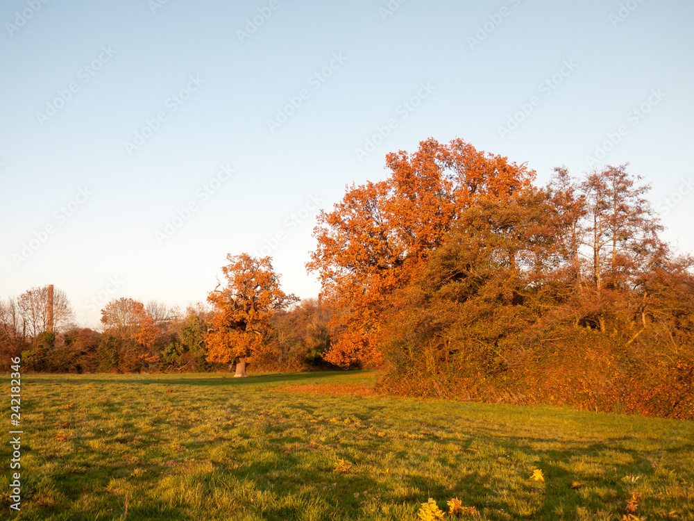 Fototapeta premium Autumn outdoor scene wild trees grass nature landscape