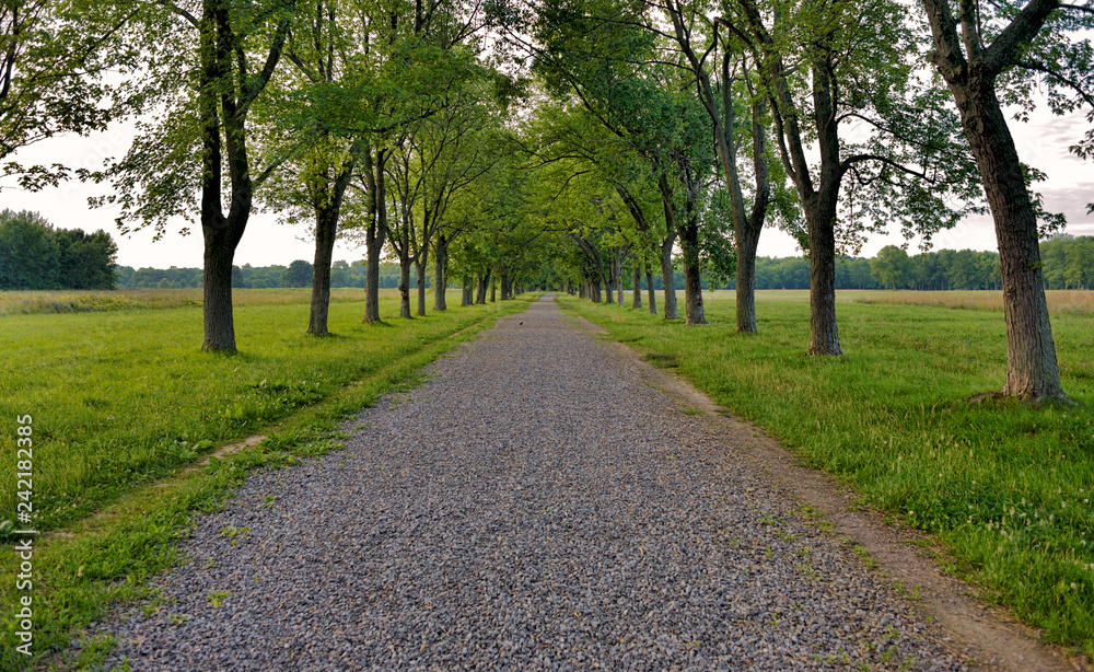 A gravel country lane lined with trees symmetrically planted photographed in the early morning