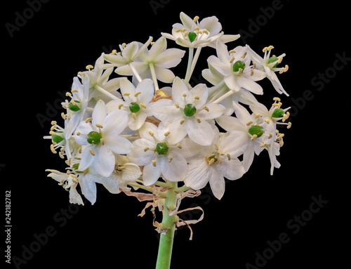 Fine art still life colorful floral macro portrait of a white green cluster of Star-of-Bethlehem / ornithogalum flower blossoms on a stem on black background with detailed texture photo