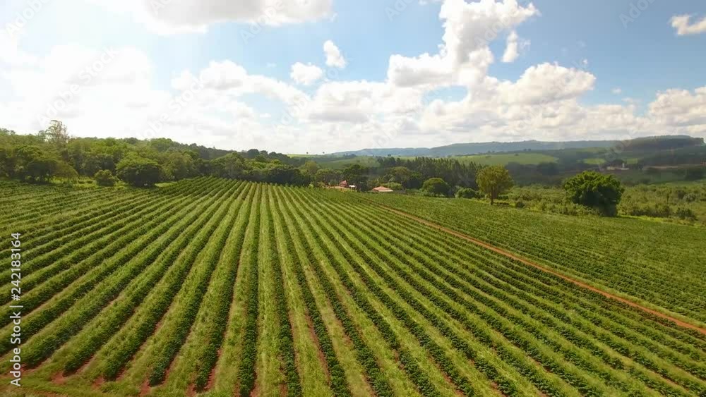 Aerial view of a large brazilian farm with coffee plantation. Aerial view of a large brazilian farm with coffee plantation.