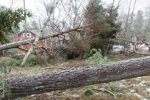 Fallen pine trees in front of a red cottage after the terrible storm Alfrida in Sweden