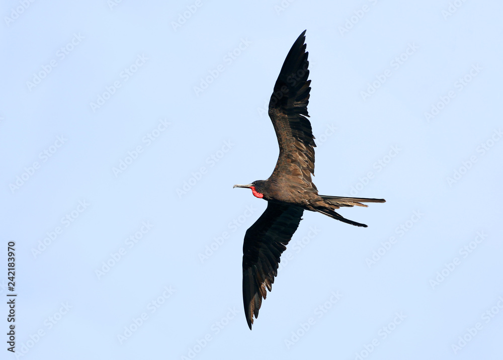 Obraz premium Male Magnificent Frigate bird in Flight, Central America