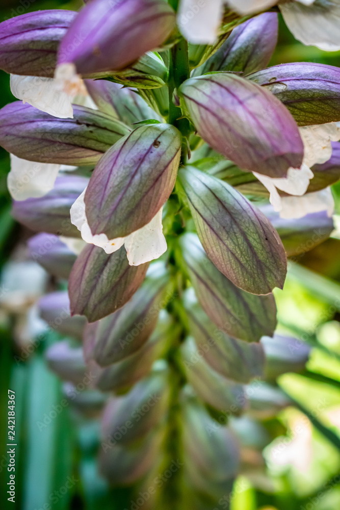 a close up symmetrical view of flower buds in the process of blooming a close up symmetrical view of flower buds in the process of blooming