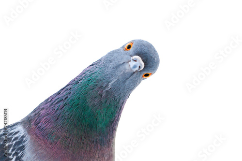 Fotobehang pigeon looks at the camera interestingly