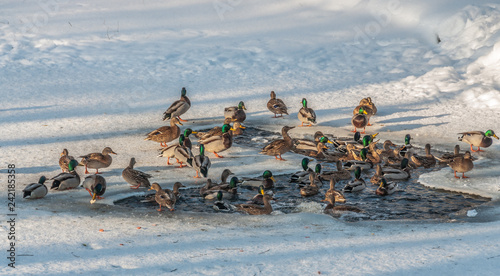 flock of ducks on a frozen pond