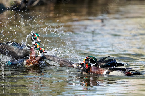 Wood Duck Drake Action