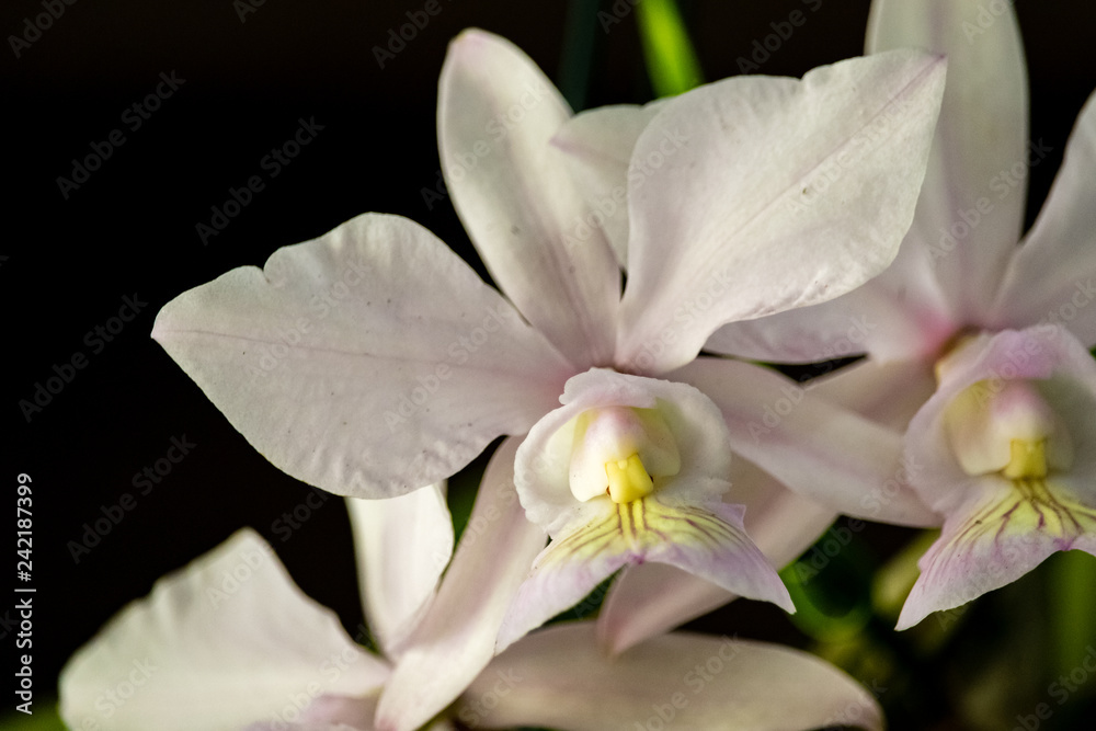 Obraz premium closeup of white flower