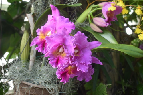 Pink Cattleya Orchid