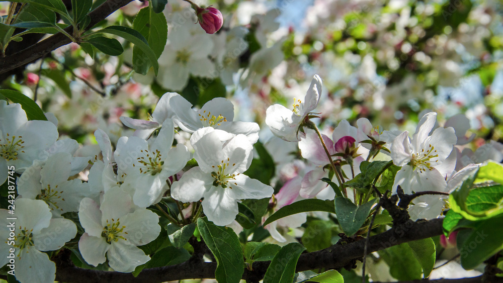 Fototapeta premium APPLE TREE - Flowers in on fruit trees in orchards 