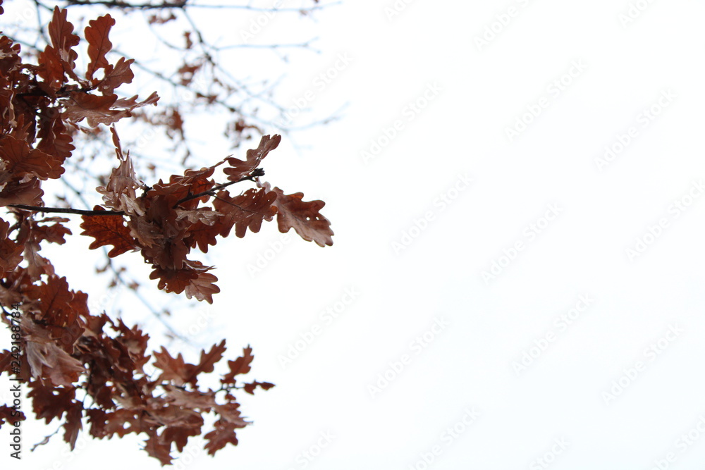 Herbst Blätter Herbst Blätter