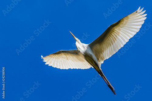 great white egret in flight © Cássio Gomides