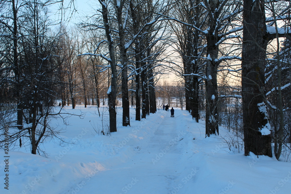 Fototapeta premium winter in the park