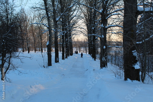 winter in the park