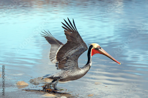 Pelican taking off next to Santa Clara river wetland on California's gold coast in the United States