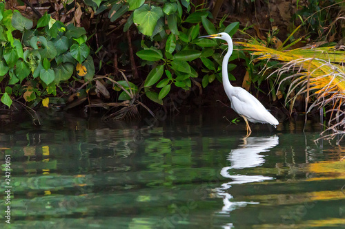 Fototapeta Naklejka Na Ścianę i Meble -  Great egret or Ardea alba stands in river