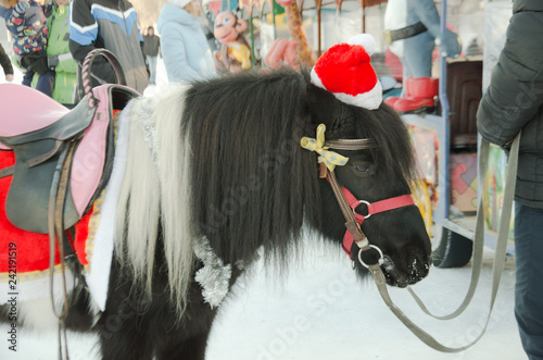 pony horse winter in Santa costume at the fair