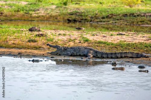 Mugger crocodile or Crocodylus palustris on river bank