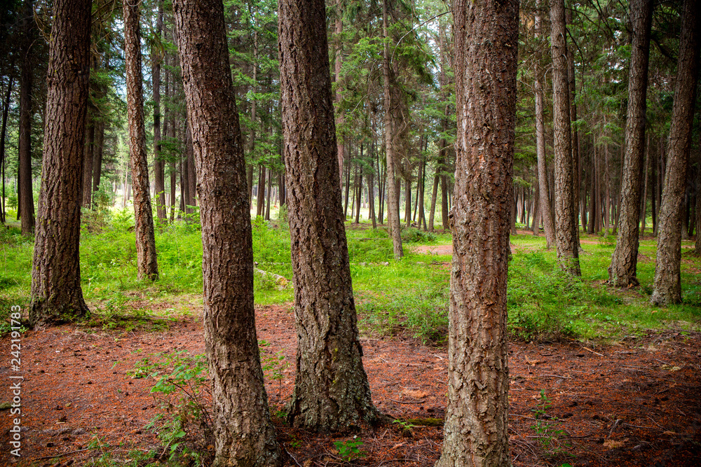 Fir Tree Forest Fir Tree Forest