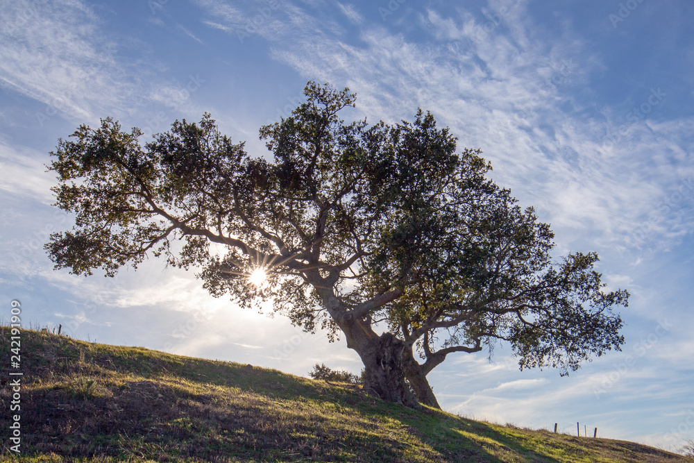 Naklejka premium Dąb kalifornijski podświetlany promieniami słońca w pobliżu Los Olivos w winnicy w Kalifornii w Stanach Zjednoczonych