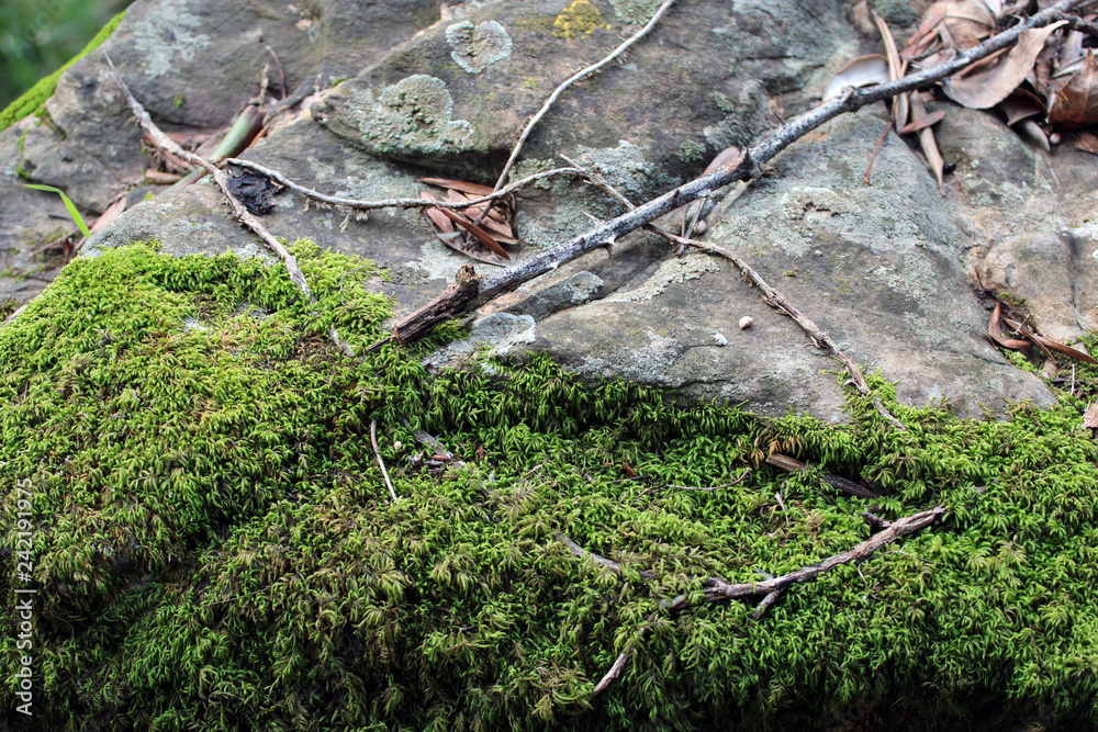 Muschio boschivo leucobryum juniperoide su roccia Muschio boschivo leucobryum juniperoide su roccia