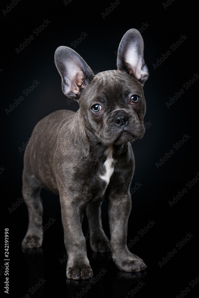 French bulldog puppy standing on black background