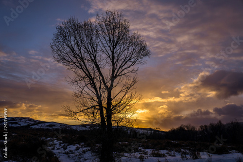 Golden Glow